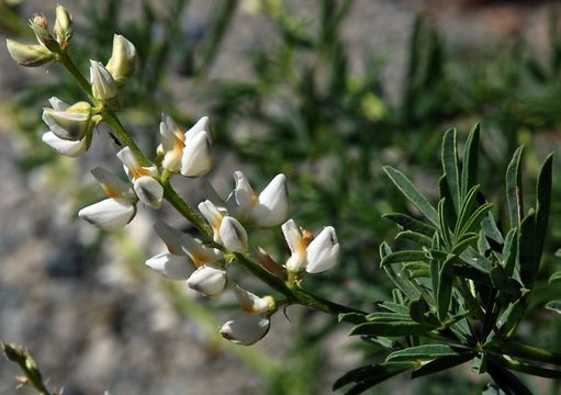 Plancia ëd Lupinus angustiflorus Eastw.