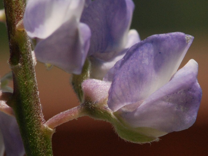 Imagem de Lupinus arbustus Lindl.