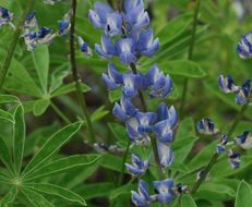 Imagem de Lupinus arbustus Lindl.