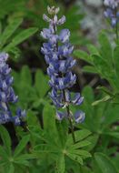 Imagem de Lupinus arbustus Lindl.