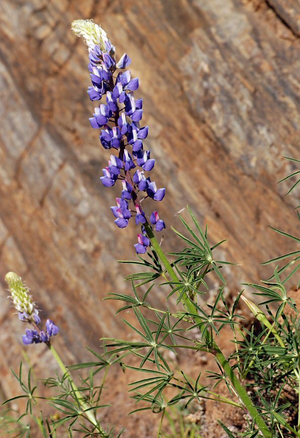 Слика од Lupinus benthamii A. Heller