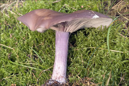 Image of the blewit