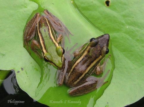 صورة Hylarana erythraea (Schlegel 1837)