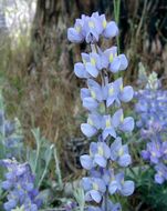 Image of Sierra lupine