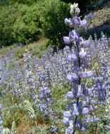 Image of Sierra lupine