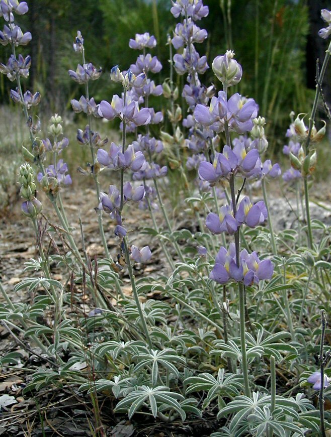 Image of Sierra lupine