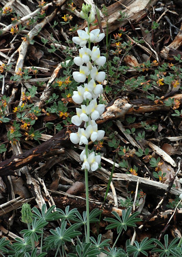 Image of Sierra lupine