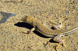 Image of Duméril's Fringe-fingered Lizard