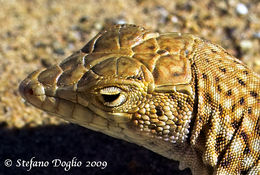 Plancia ëd Acanthodactylus dumerilii (Milne-edwards 1829)