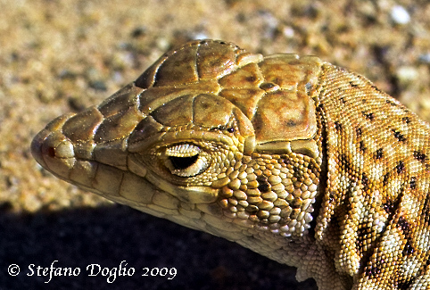 Image of Duméril's Fringe-fingered Lizard