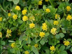 Image of Lesser Hop Trefoil