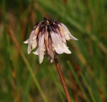 Trifolium bolanderi A. Gray resmi