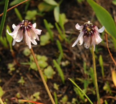 Trifolium bolanderi A. Gray resmi