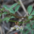 Sivun Trifolium breweri S. Watson kuva