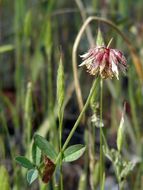 Слика од Trifolium ciliolatum Benth.