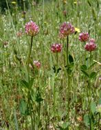 Слика од Trifolium ciliolatum Benth.