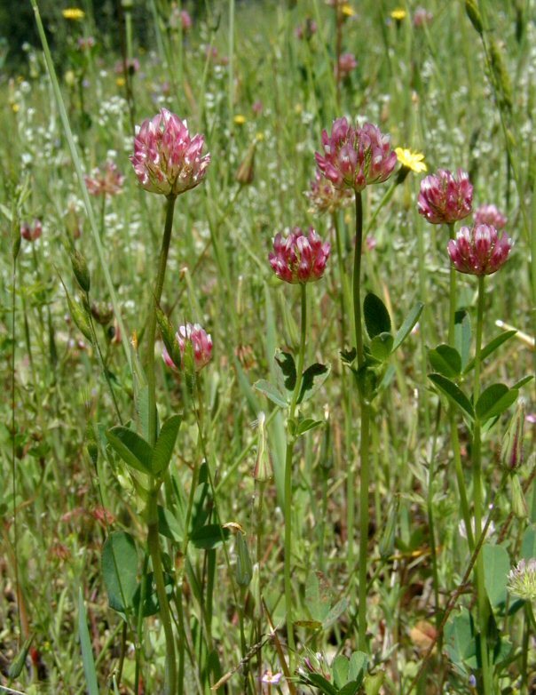 Слика од Trifolium ciliolatum Benth.