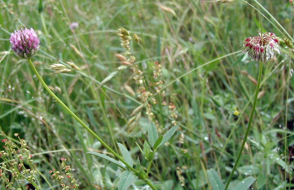 Слика од Trifolium ciliolatum Benth.