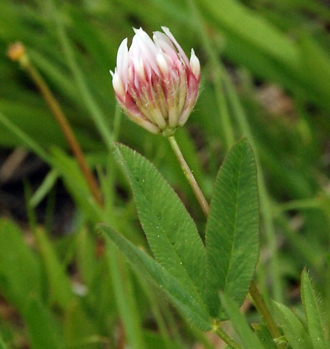 Image of Hansen's clover
