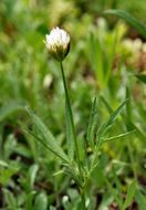 Image of Hansen's clover