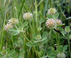 Imagem de Trifolium microcephalum Pursh