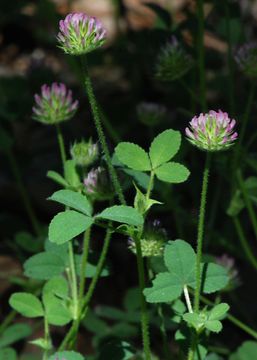 Imagem de Trifolium microcephalum Pursh