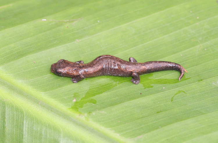 Image of Common Dwarf Salamander