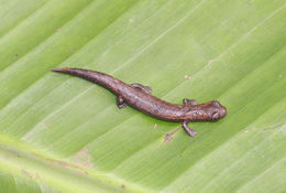 Image of Common Dwarf Salamander