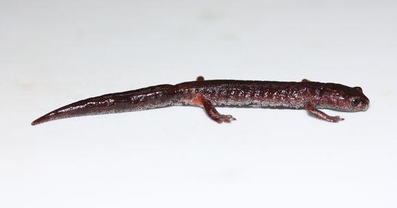 Image of Coffee Grove Salamander