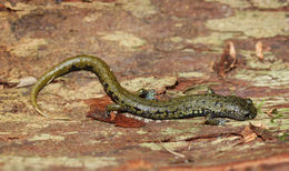 Image of Veracruz Green Salamander