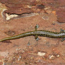 Image of Veracruz Green Salamander