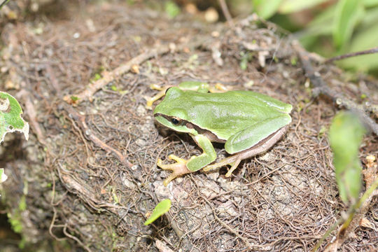 Image of <i>Hyla euphorbiacea</i>