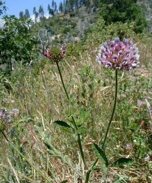 Image of clammy clover