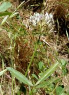 Image of clammy clover