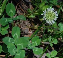 Image of white clover