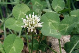 Image of white clover