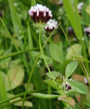 Trifolium variegatum Torr. & A. Gray的圖片