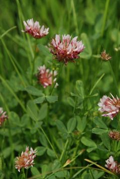 Imagem de Trifolium wormskioldii Lehm.