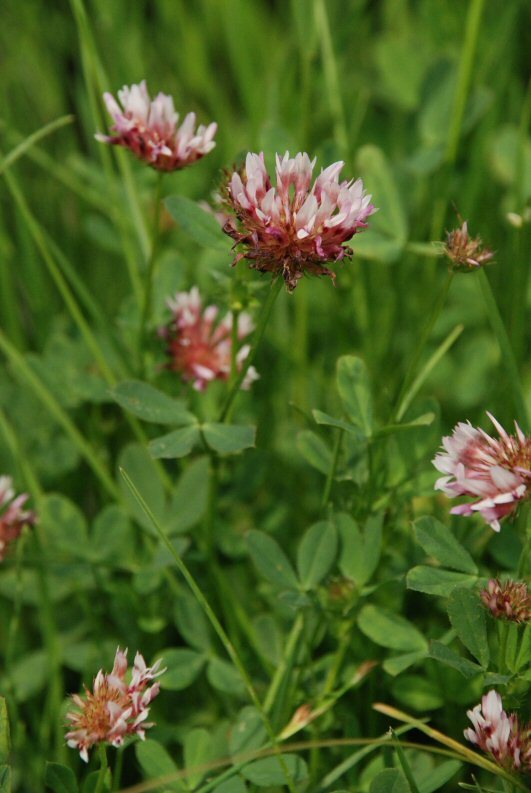 Image of cows clover