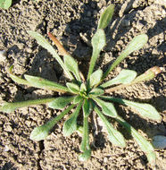 Plancia ëd Calandrinia ciliata (Ruiz & Pavon) DC.