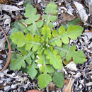 Image of Coastal daisy