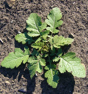 Image of black mustard