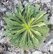 Image of Canadian Horseweed