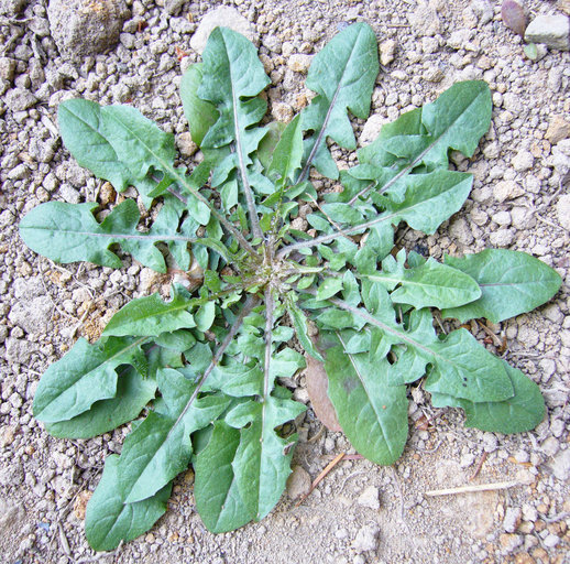 Image of smooth hawksbeard