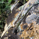 Image of Iberian Wall Lizard