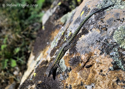 Image of Iberian Wall Lizard