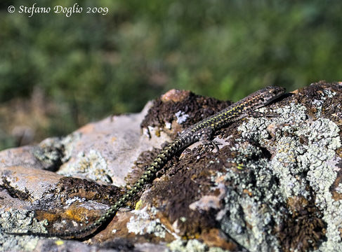 Imagem de Podarcis hispanicus (Steindachner 1870)