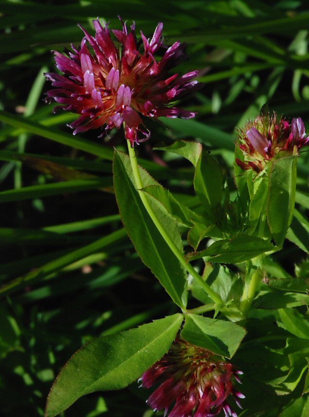 Image of cows clover