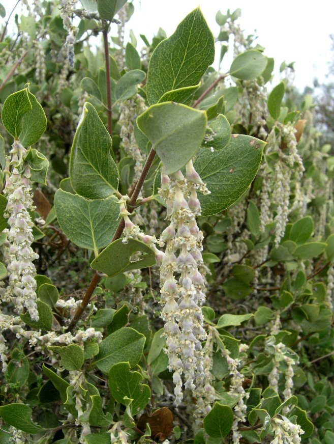 Image of ashy silktassel