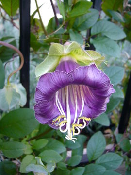 Imagem de Cobaea scandens Cav.